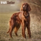 Preview: Kalender 2023 Irish Setter