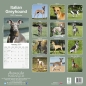 Preview: Kalender 2023 Italian Greyhound Windhund