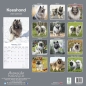 Preview: Kalender 2023 Deutscher Spitz / Keeshond