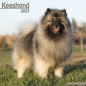 Preview: Kalender 2023 Deutscher Spitz / Keeshond