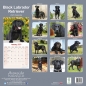 Preview: Kalender 2023 Labrador Retriever schwarz