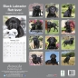 Preview: Kalender 2023 Labrador Retriever Welpen schwarz