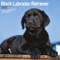 Preview: Kalender 2023 Labrador Retriever Welpen schwarz