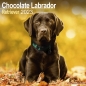 Preview: Kalender 2023 Labrador Retriever braun