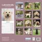 Preview: Kalender 2023 Labradoodle