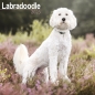 Preview: Kalender 2023 Labradoodle