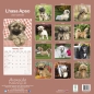 Preview: Kalender 2023 Lhasa Apso