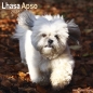 Preview: Kalender 2023 Lhasa Apso