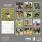 Preview: Kalender 2023 Lurcher Windhund