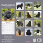 Preview: Kalender 2023 Neufundländer