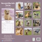 Preview: Kalender 2023 Norfolk Terrier