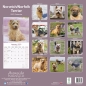 Preview: Kalender 2023 Norwich Terrier