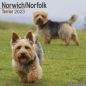 Preview: Kalender 2023 Norwich Terrier