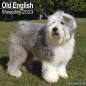 Preview: Kalender 2023 Bobtail Old English Sheepdog