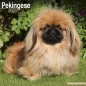 Preview: Kalender 2023 Pekinese Palasthund