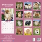 Preview: Kalender 2023 Pomeranian / Zwergspitz