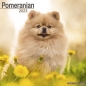 Preview: Kalender 2023 Pomeranian / Zwergspitz