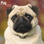 Preview: Kalender 2023 Mops Pug