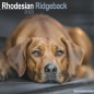 Preview: Kalender 2023 Rhodesian Ridgeback