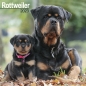 Preview: Kalender 2023 Rottweiler