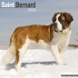 Preview: Kalender 2023 Bernhardiner