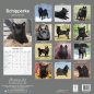 Preview: Kalender 2023 Schipperke