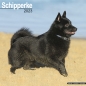 Preview: Kalender 2023 Schipperke