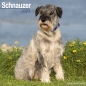 Preview: Kalender 2023 Schnauzer (Euro)