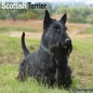 Preview: Kalender 2023 Scottish Terrier