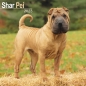 Preview: Kalender 2023 Shar Pei