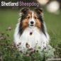 Preview: Kalender 2023 Shetland Sheepdog Sheltie