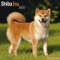 Preview: Kalender 2023 Shiba Inu