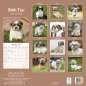 Preview: Kalender 2023 Shih Tzu