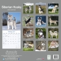 Preview: Kalender 2023 Siberian Husky