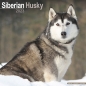 Preview: Kalender 2023 Siberian Husky