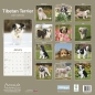 Preview: Kalender 2023 Tibetan Terrier / Tibet Terrier