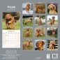 Preview: Kalender 2023 Vizsla / Ungarischer Vorstehhund