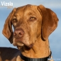Preview: Kalender 2023 Vizsla / Ungarischer Vorstehhund