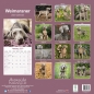 Preview: Kalender 2023 Weimaraner