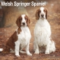 Preview: Kalender 2023 Welsh Springer Spaniel