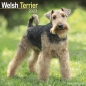 Preview: Kalender 2023 Welsh Terrier