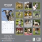 Preview: Kalender 2023 Whippet