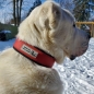 Preview: BESTIA DOG SPORT HALSBAND Rot Boxer Rottweiler Bulldog Ridgeback
