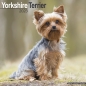 Preview: Kalender 2023 Yorkshire Terrier