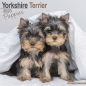 Preview: Kalender 2023 Yorkshire Terrier Welpen