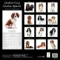 Preview: Studio Kalender 2023 Cavalier King Charles Spaniel