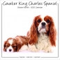 Preview: Studio Kalender 2023 Cavalier King Charles Spaniel