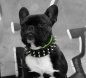 Preview: Frenchie Halsband Spitznieten Französische Bulldogge French Bulldog Mops Terrier