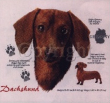 Motiv Kurzhaar Dackel Dachshund braun 4