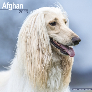Kalender 2023 Afghane Windhund